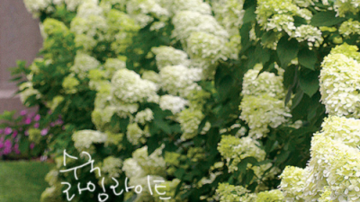 놓치면 후회! 라임라이트수국 득템 후기 & 꿀팁 대방출 🌸